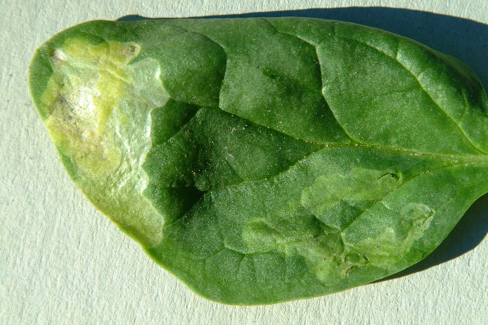 Spinach with beetroot fly larvae