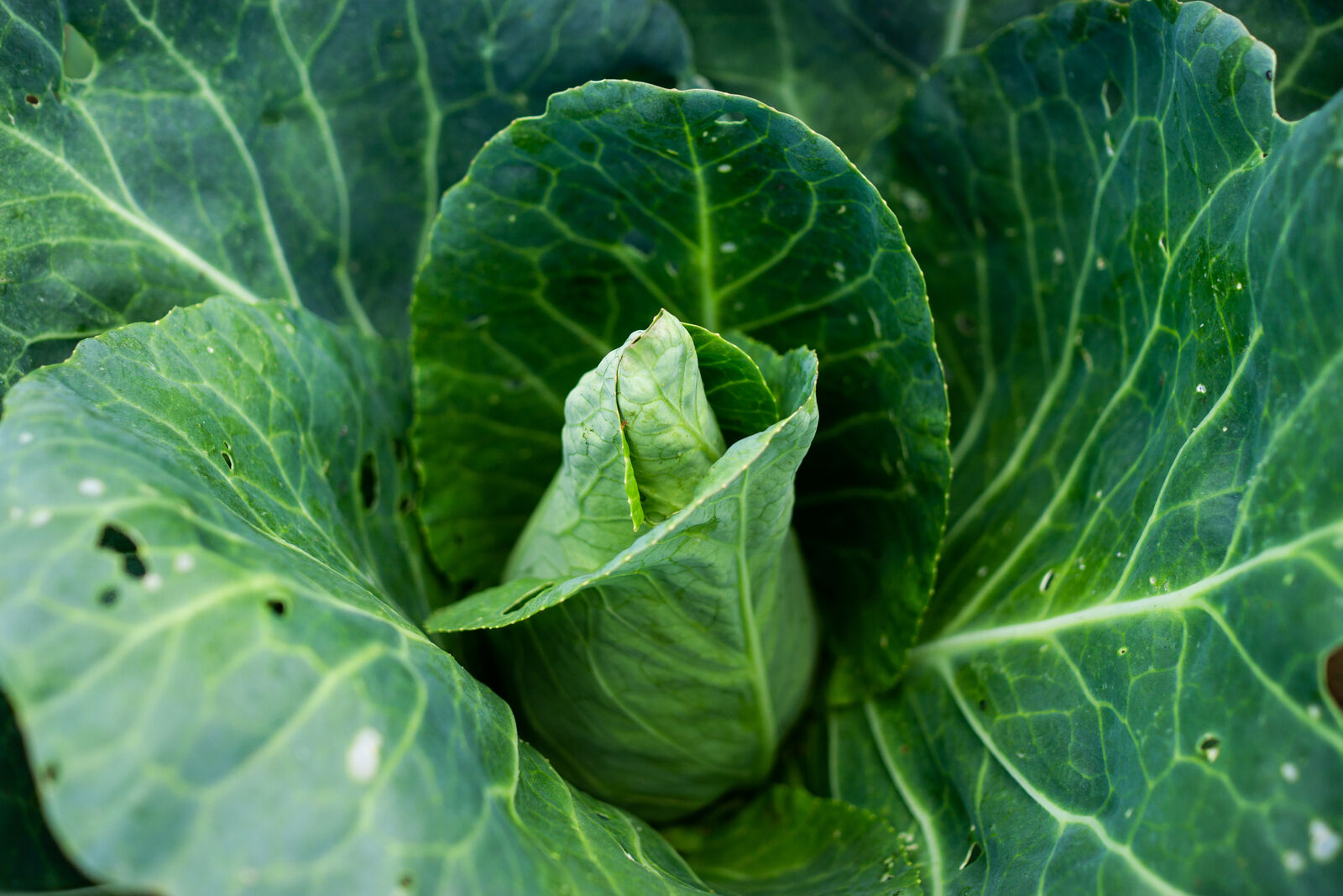 Pointed cabbage growing