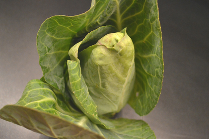 Growing, Caring for and Harvesting Pointed Cabbage