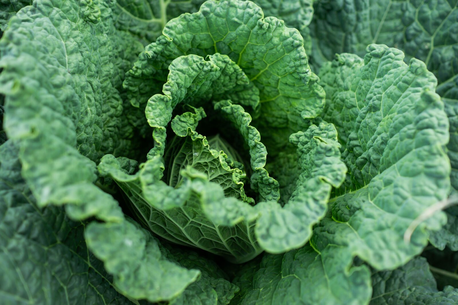 Savoy cabbage plant 