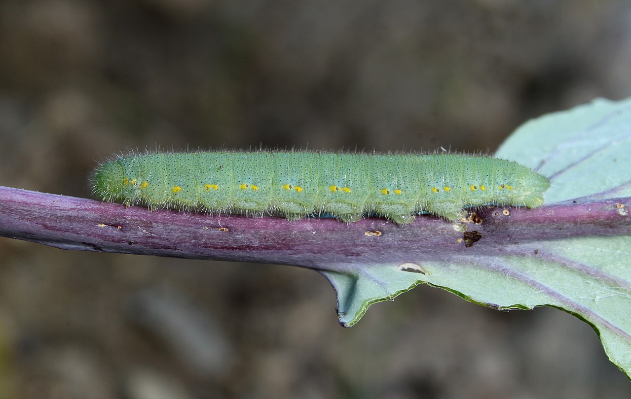 Cabbage white butterfly caterpillar