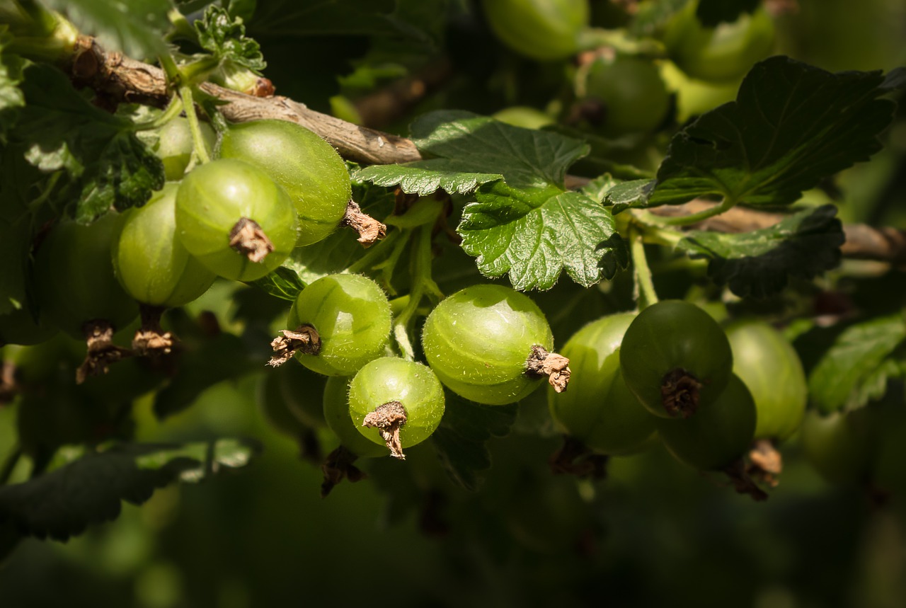 grüne Stachelbeeren am Strauch