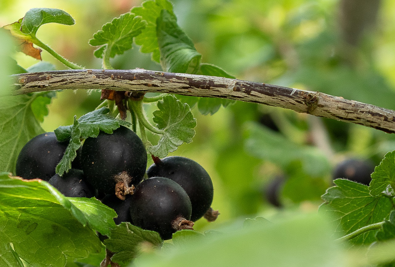 Jostabeere als guter Nachbar für Stachelbeeren