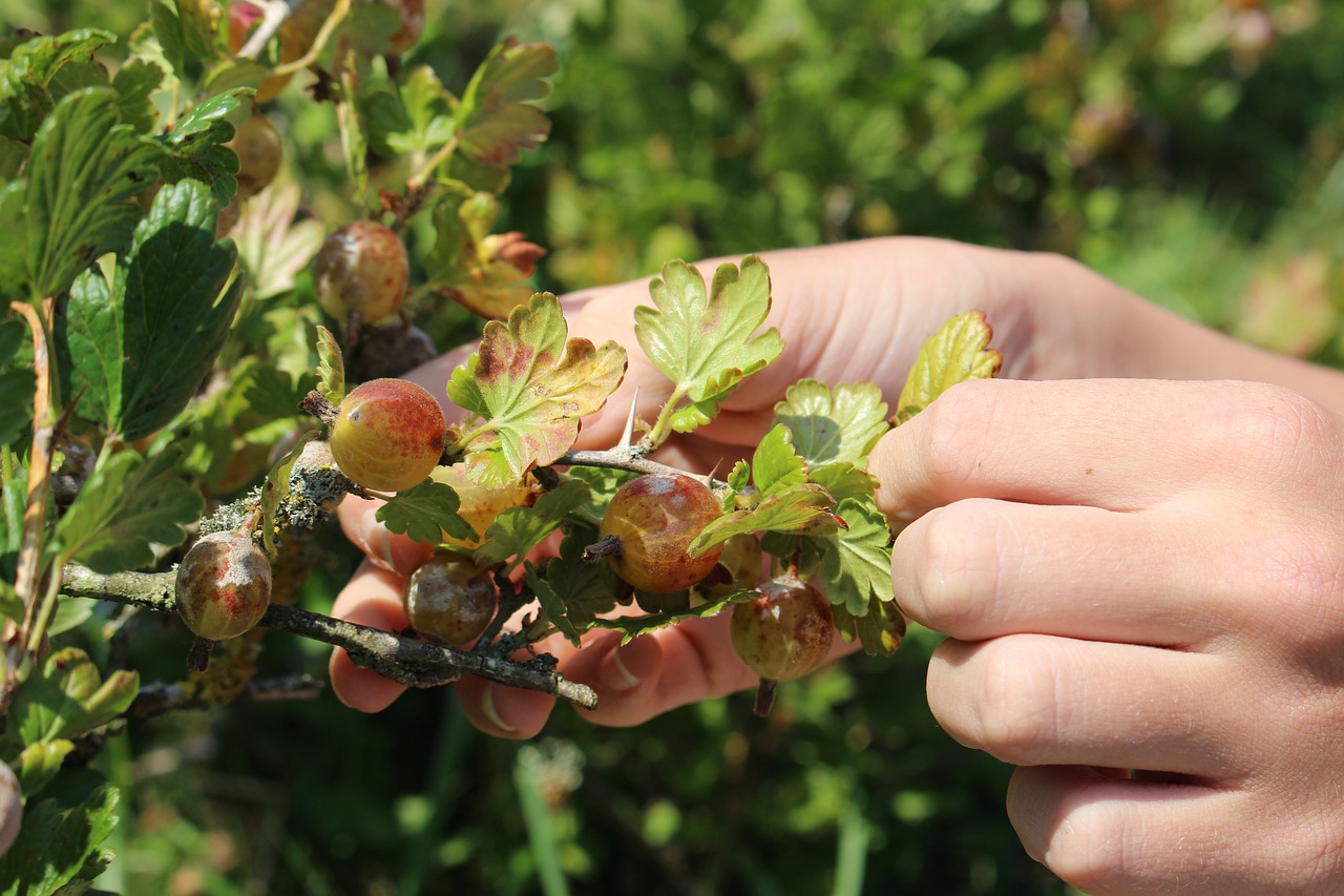 Gooseberry harvest of ripe berries