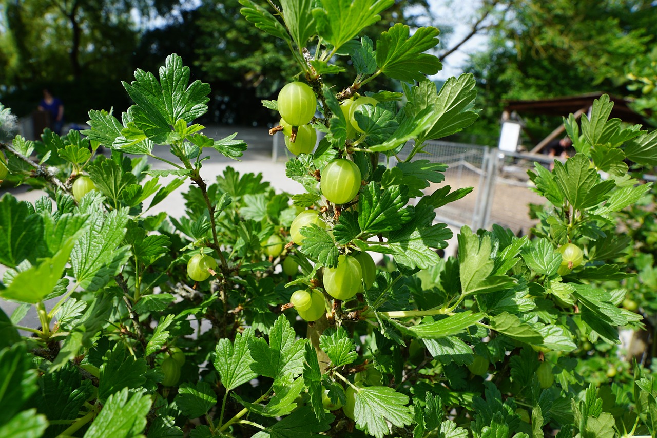 Stachelbeerenstrauch mit Beeren