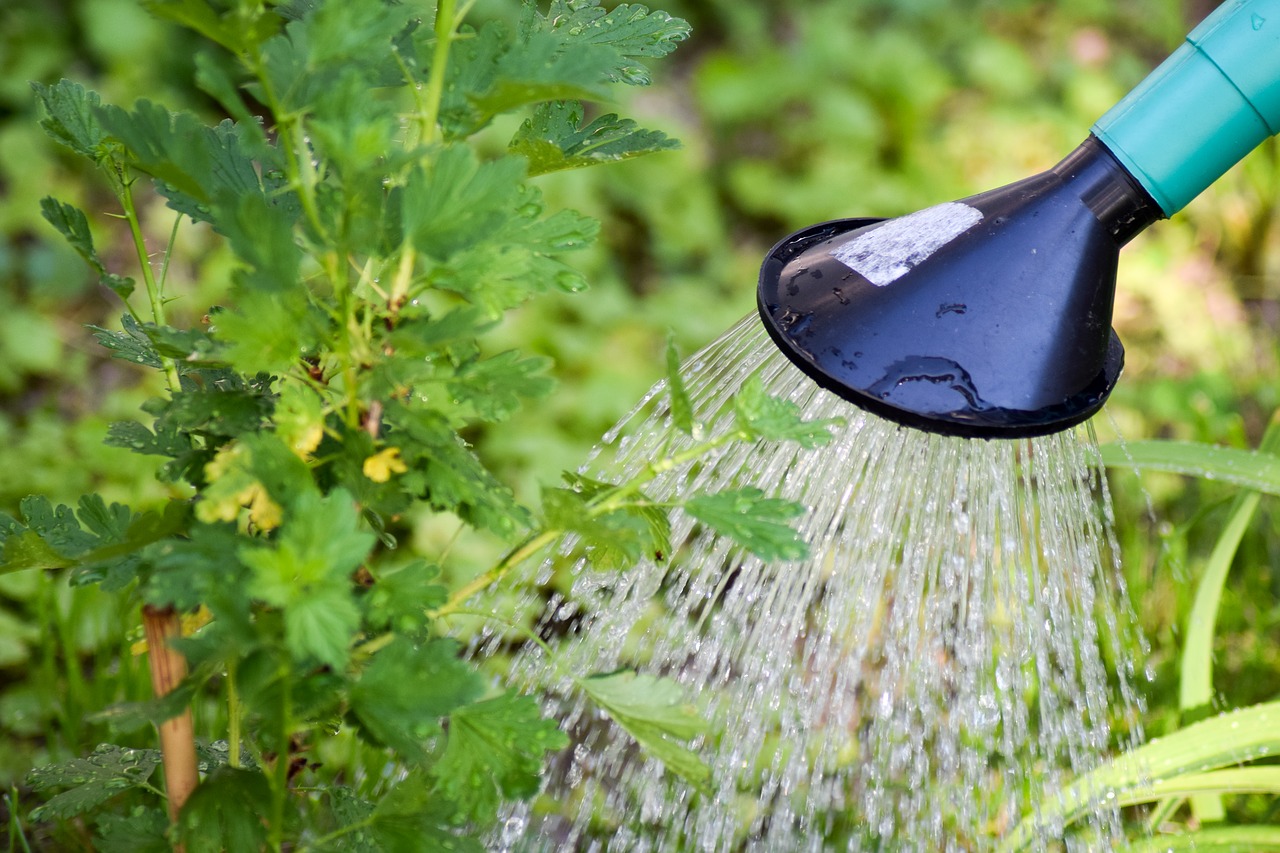 Watering gooseberries