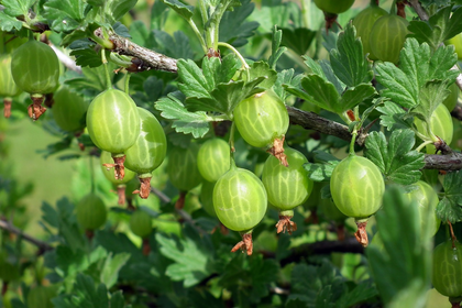 Stachelbeeren pflanzen: Standort, Pflege & Gute Nachbarn