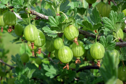 How to Grow Gooseberries: Location & Companion Plants