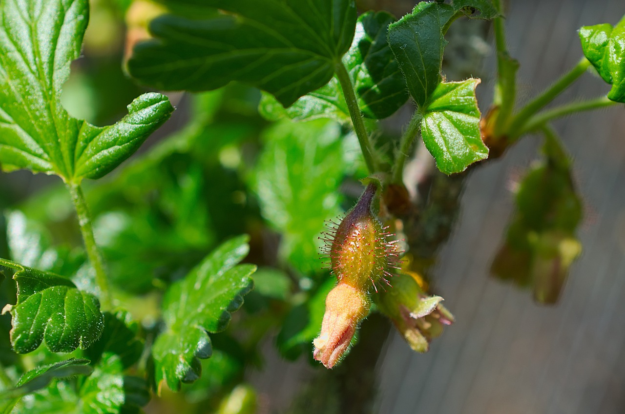 Gooseberry developing from blossom