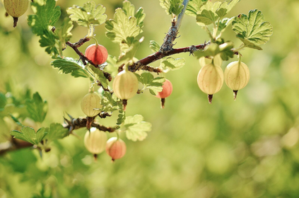 Stachelbeeren schneiden: Eine Anleitung