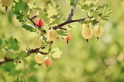 Pruning and Propagating Gooseberries: A Guide
