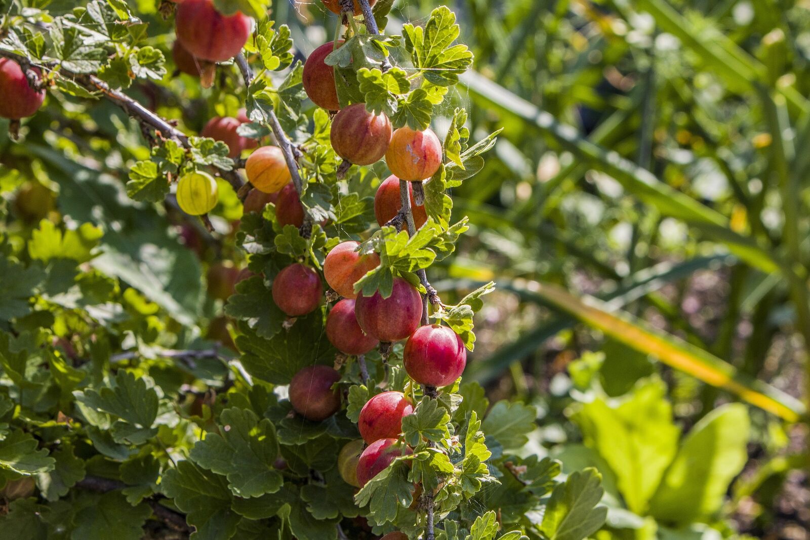 Beerensträucher schneiden: Das sind die Gründe