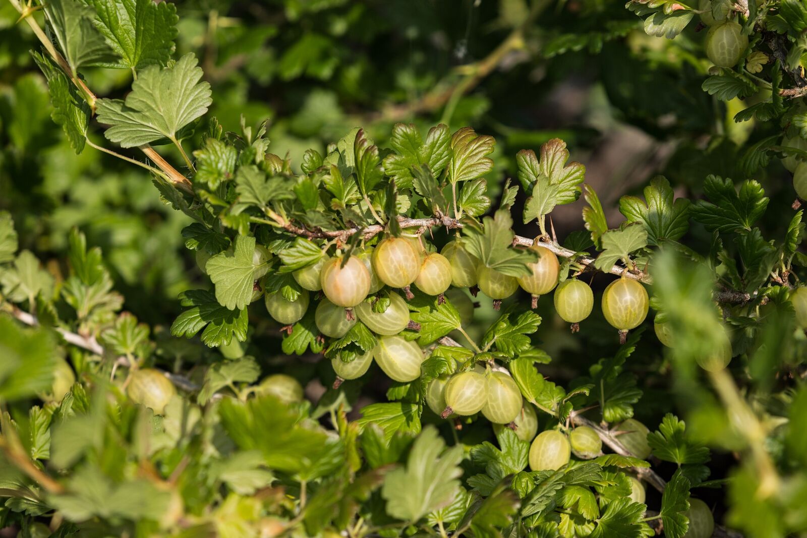 Tief liegende Triebe an Stachelbeeren abschneiden