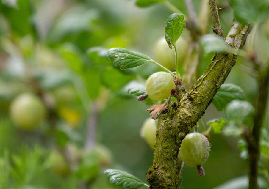 Rejuvenate gooseberries