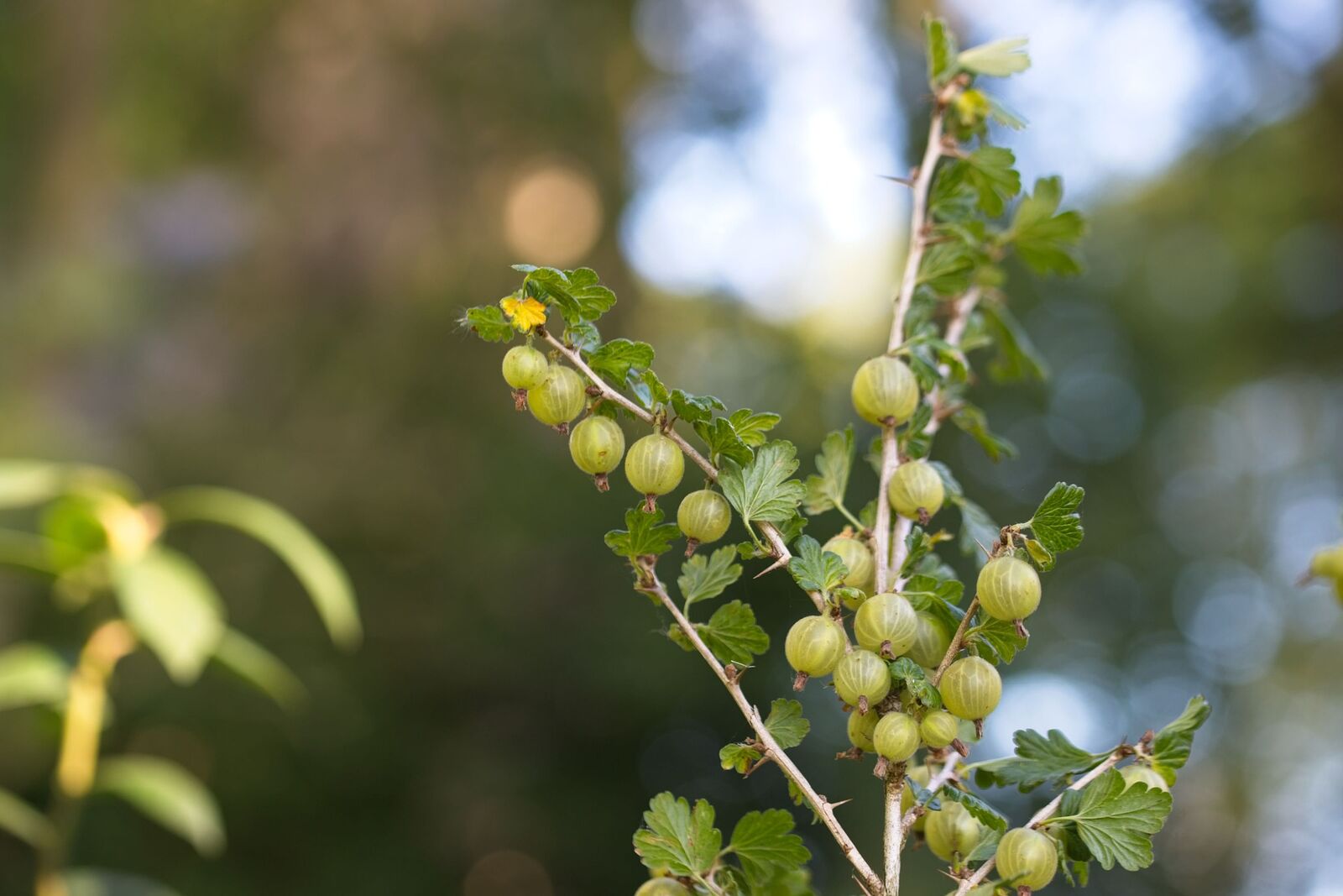 Stachelbeeren vermehren