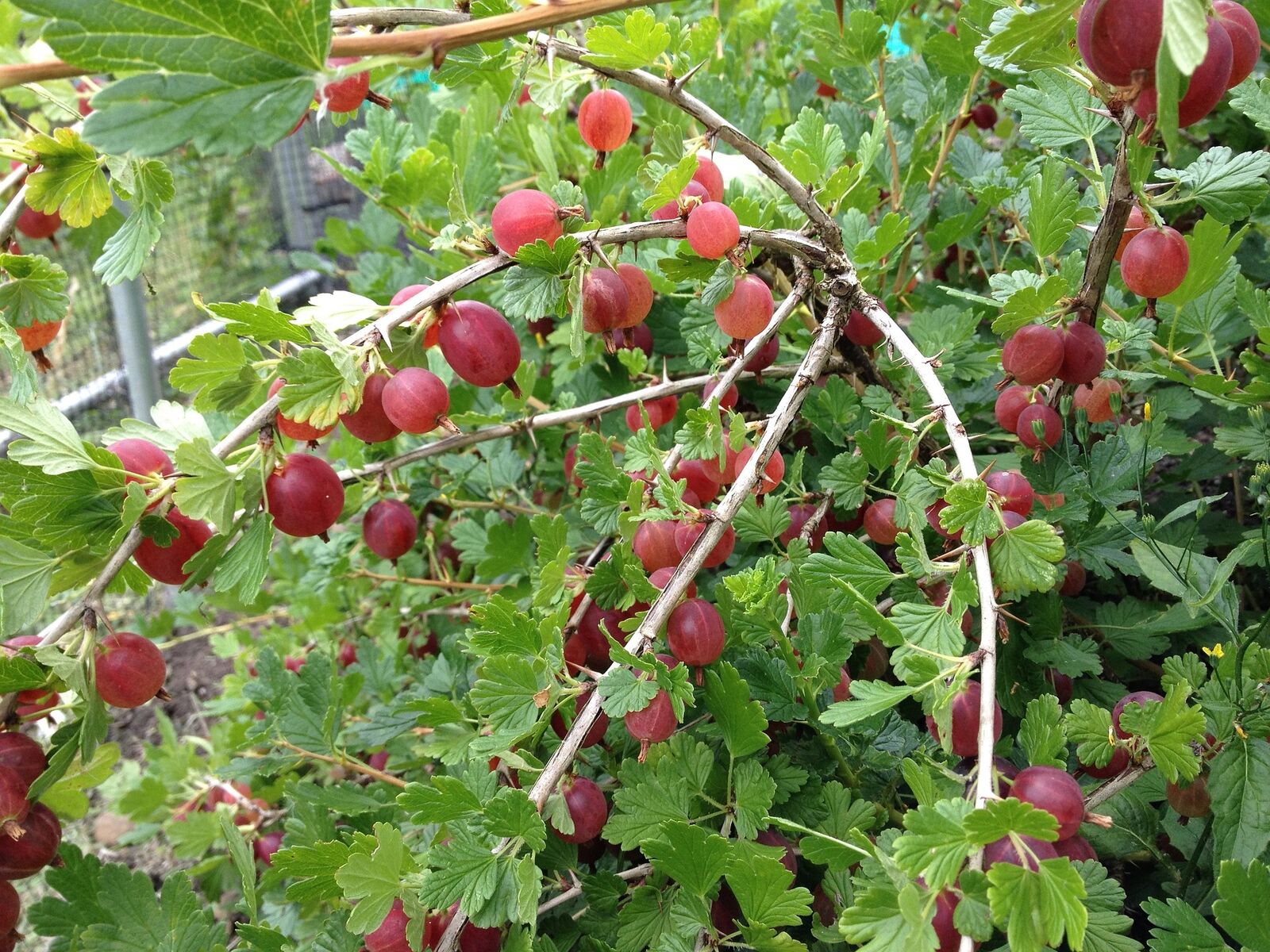 Pruning gooseberry bushes