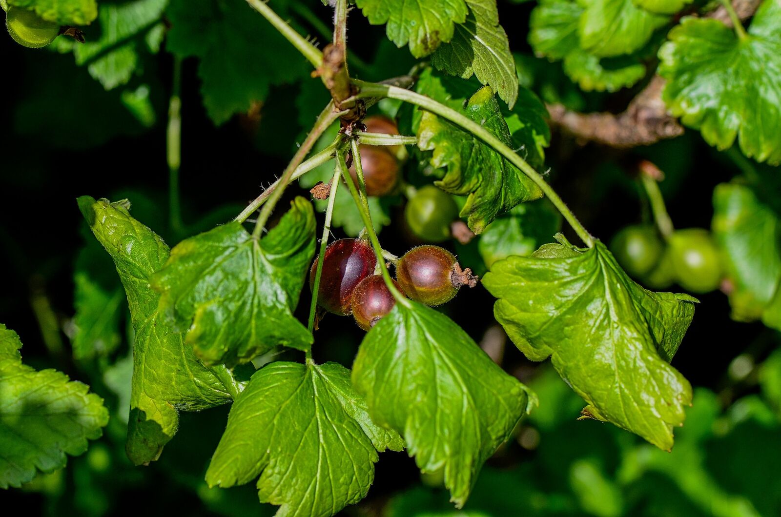 Stachelbeeren richtig schneiden und Krankheiten vermeiden