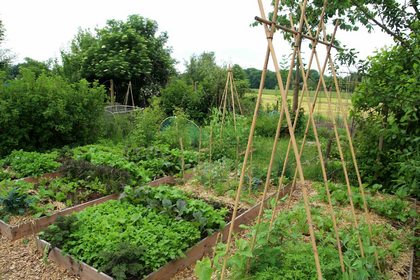 Planting, Growing and Harvesting Runner Beans
