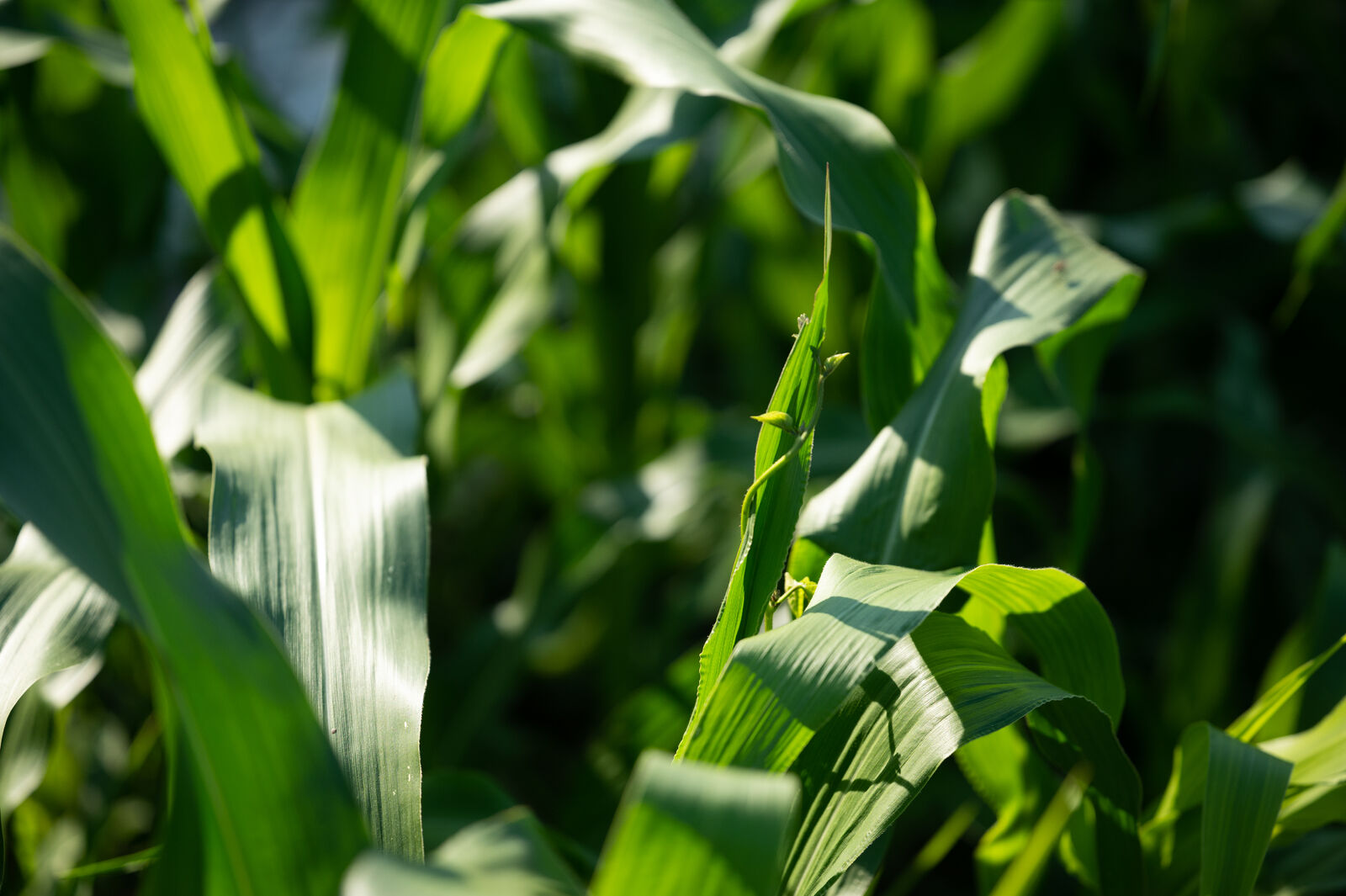 Corn as a climbing aid for runner beans