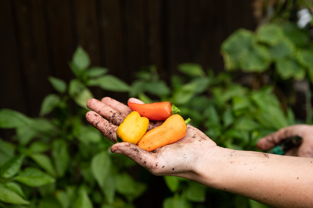Paprika geerntet aus dem Garten