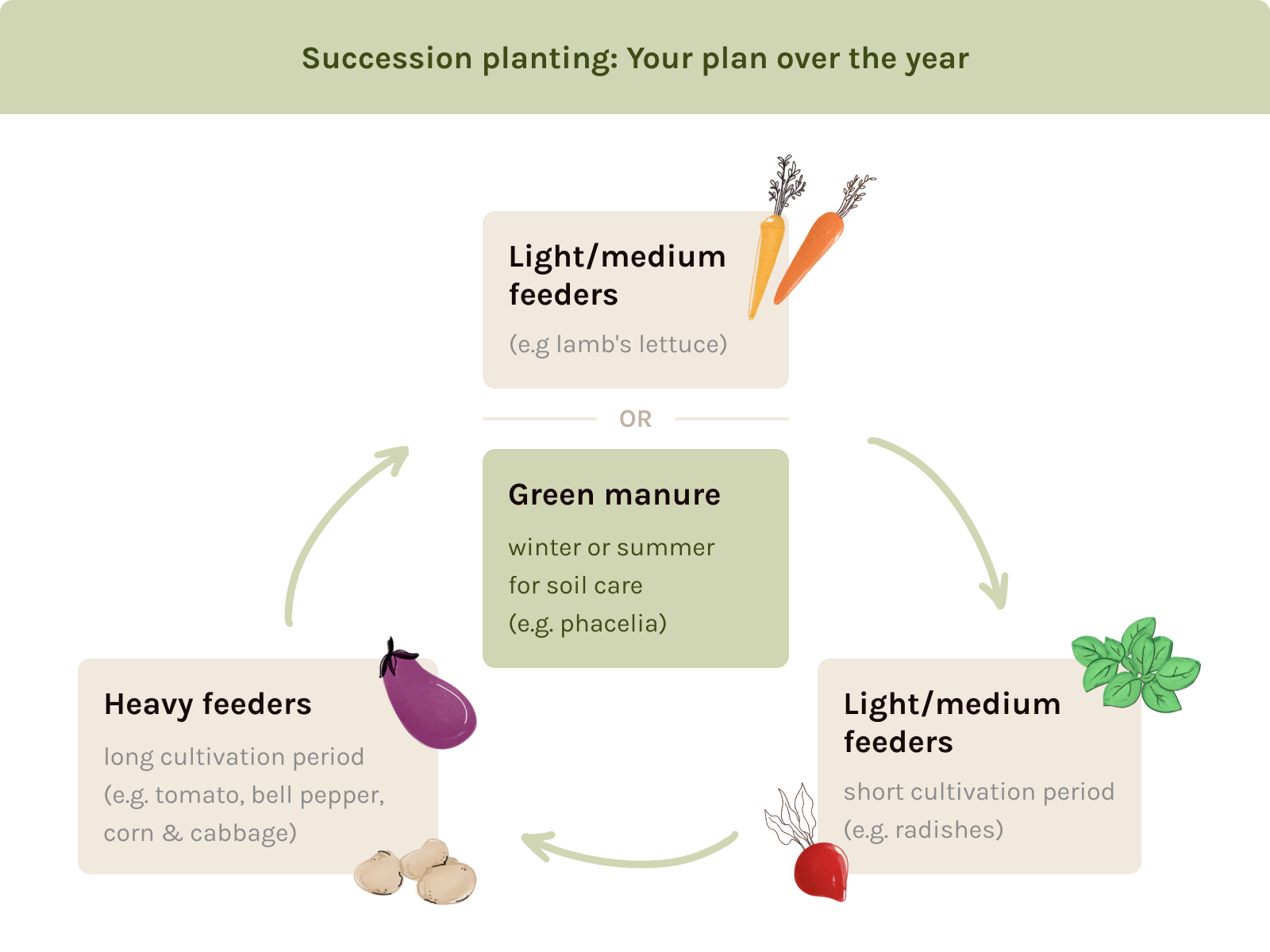 A (section of a) garden bed throughout the year: Rotating heavy feeders followed by green manure 