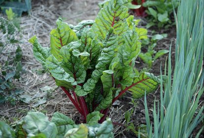 Succession Planting: Heavy, Medium and Light Feeders