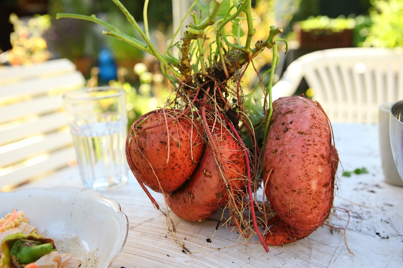 Growing Sweet Potatoes: Tips on Cultivation & Companion Plants