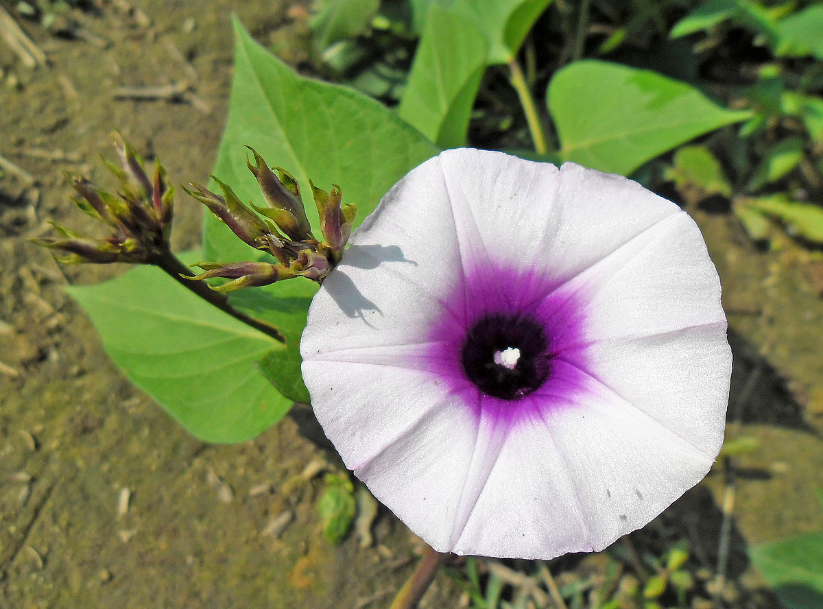 Sweet potato blossom