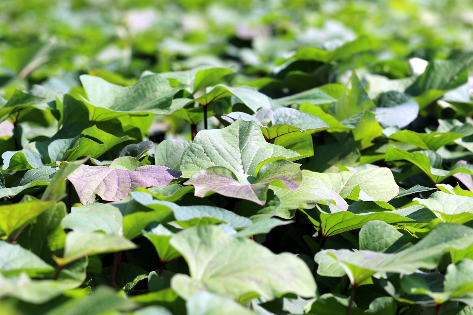 Sweet potato plants in the bed