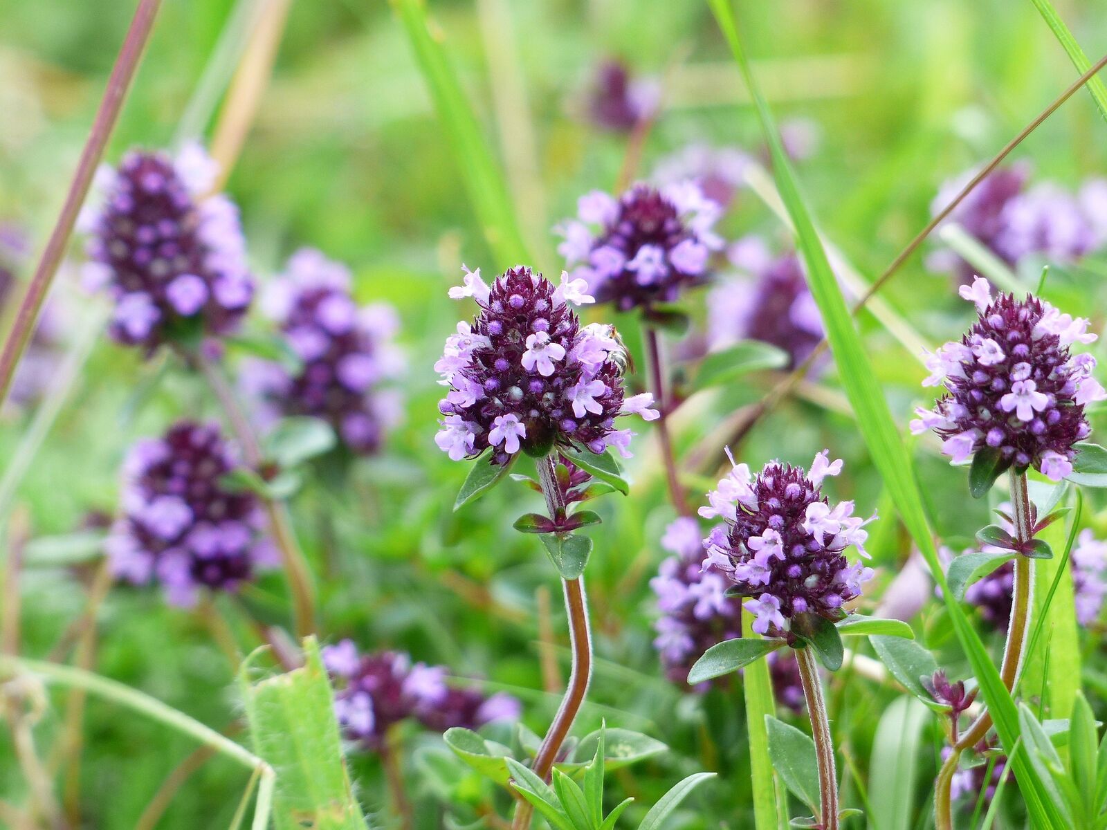 flowering thyme with pink-purple flowers