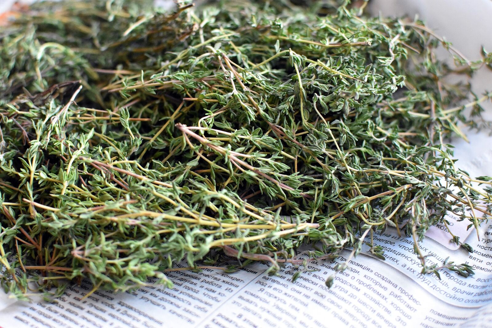 freshly harvested thyme for drying