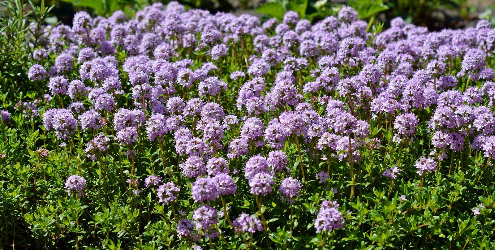 Sand thyme as ground cover