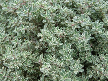 How to Propagate, Harvest and Cut Thyme
