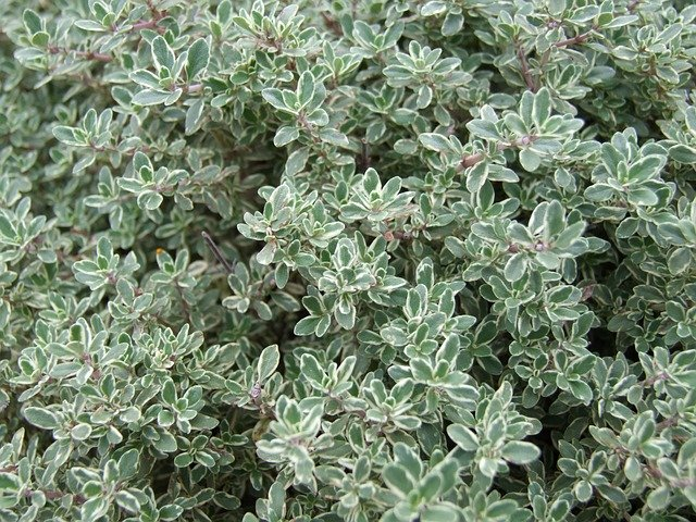 How to Propagate, Harvest and Cut Thyme