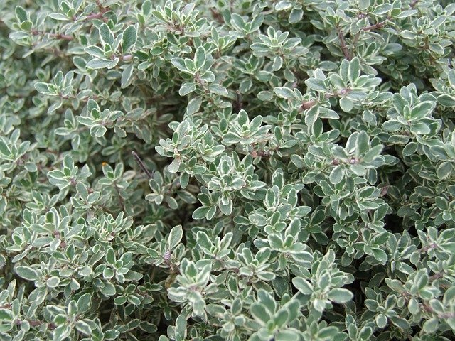 How to Propagate, Harvest and Cut Thyme