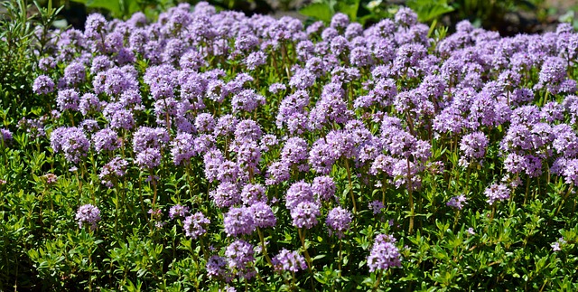 Sand thyme is a ground cover plant