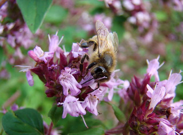 Thyme attracts pollinators.