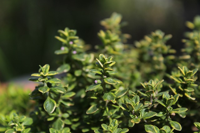 Lemon thyme