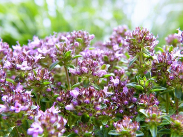 Thyme Types, Varieties and Species at a Glance