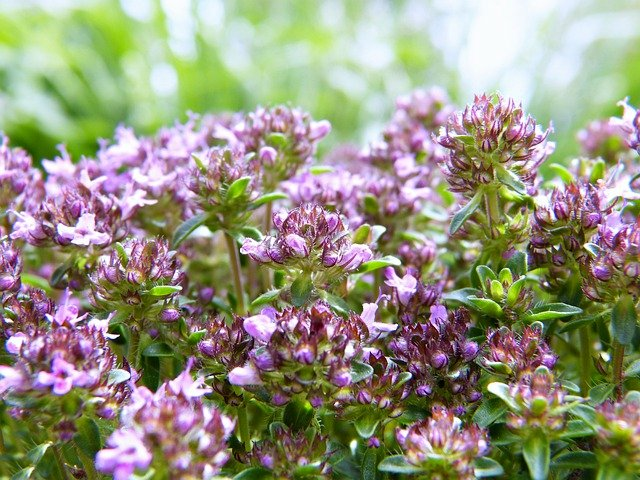 Thyme Types, Varieties and Species at a Glance