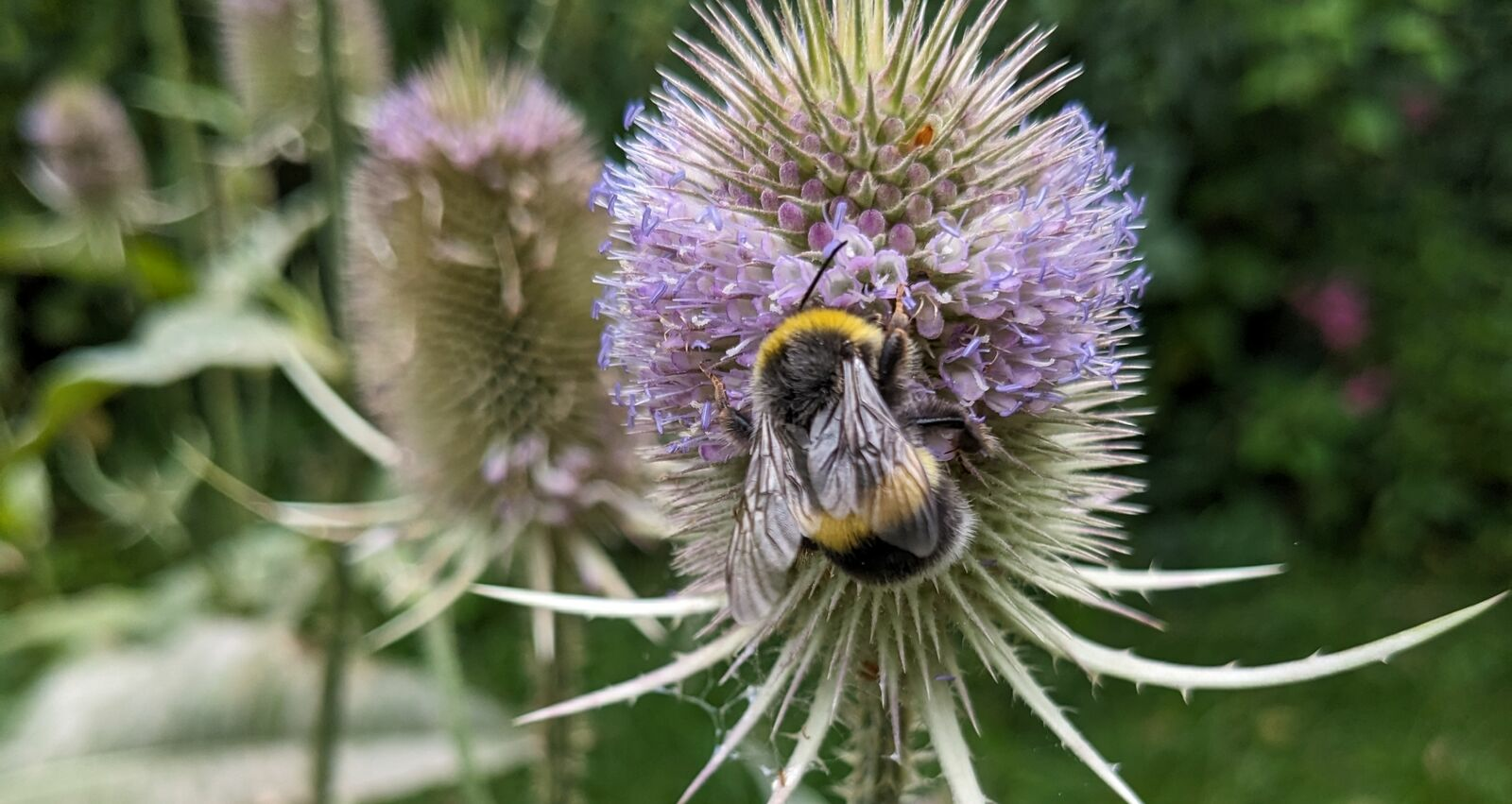 Tipps für mehr Biodiversität aus der Fryd-Community