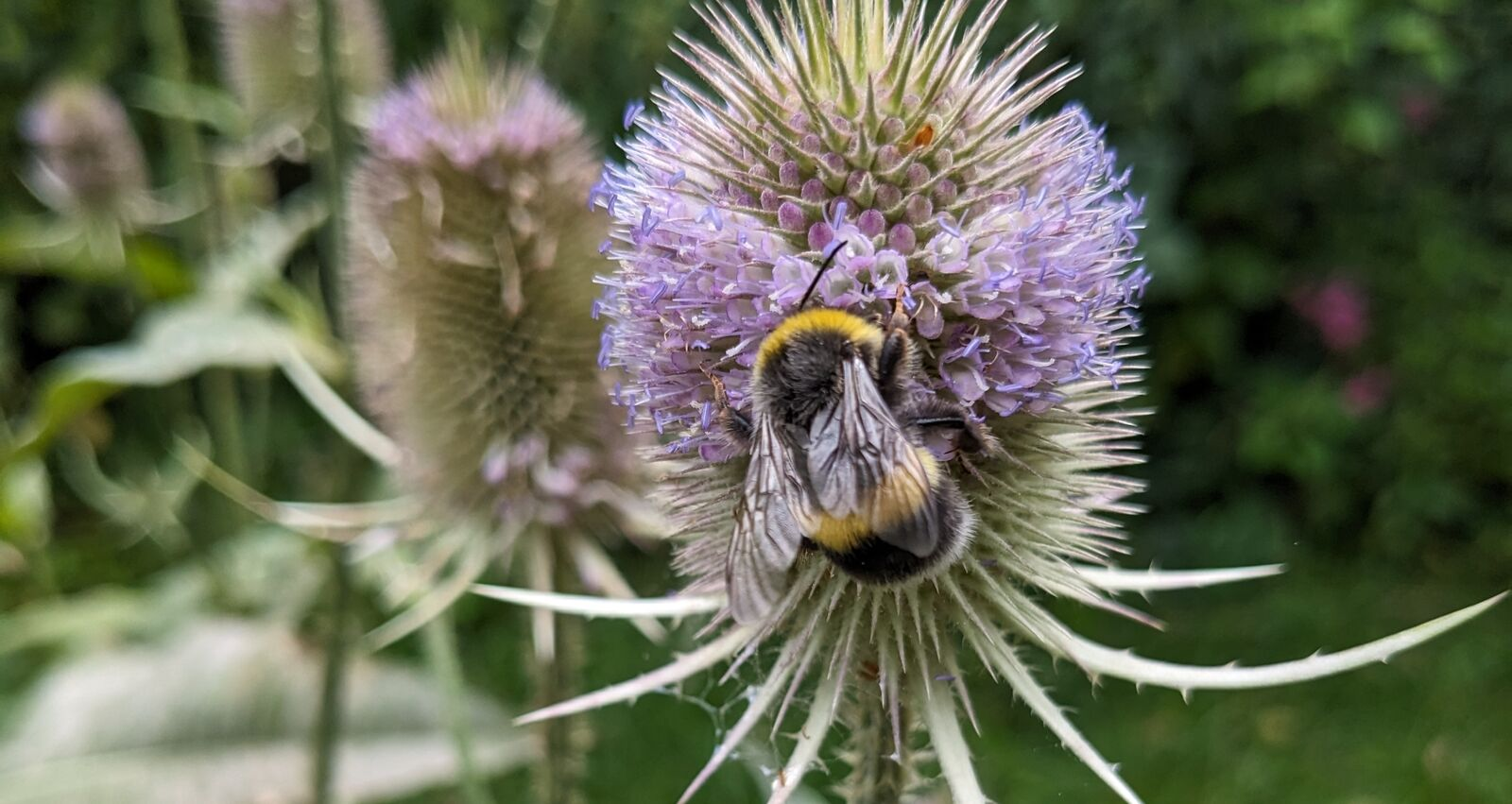 Tipps für mehr Biodiversität aus der Fryd-Community