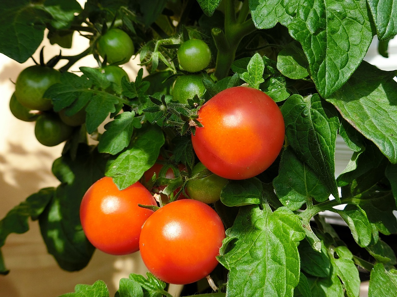 Rote Tomaten