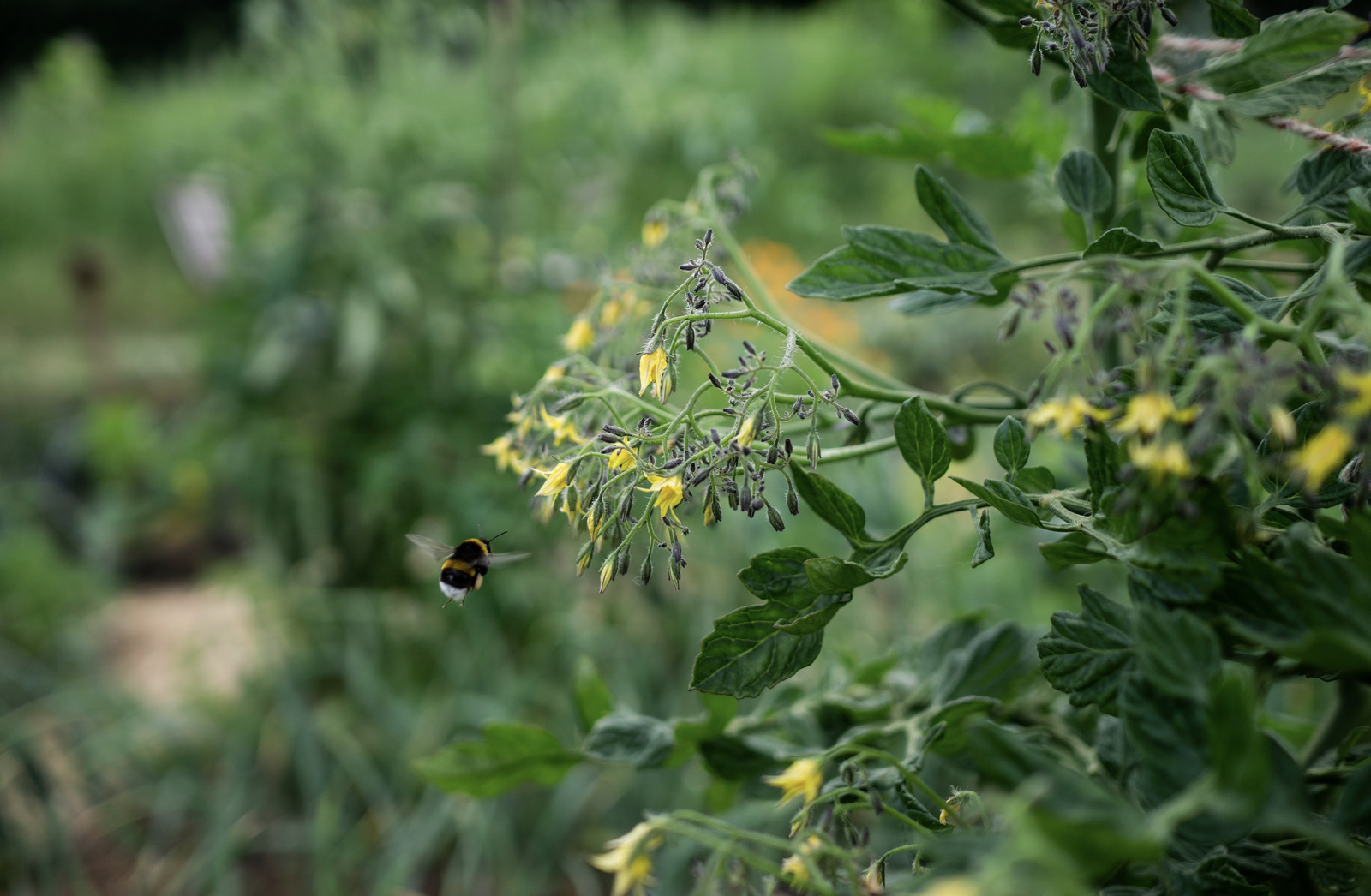 Tomatenblüten mit Hummel