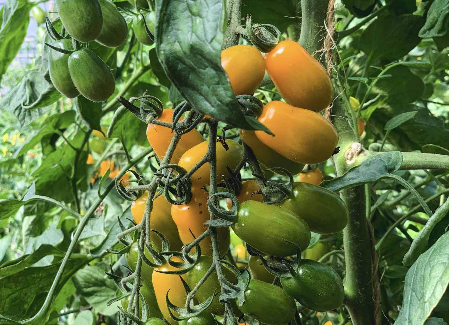 Yellow tomatoes on tomato plant
