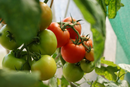 Die richtige Tomatensorte finden: Vom Samen bis zur Aussaat