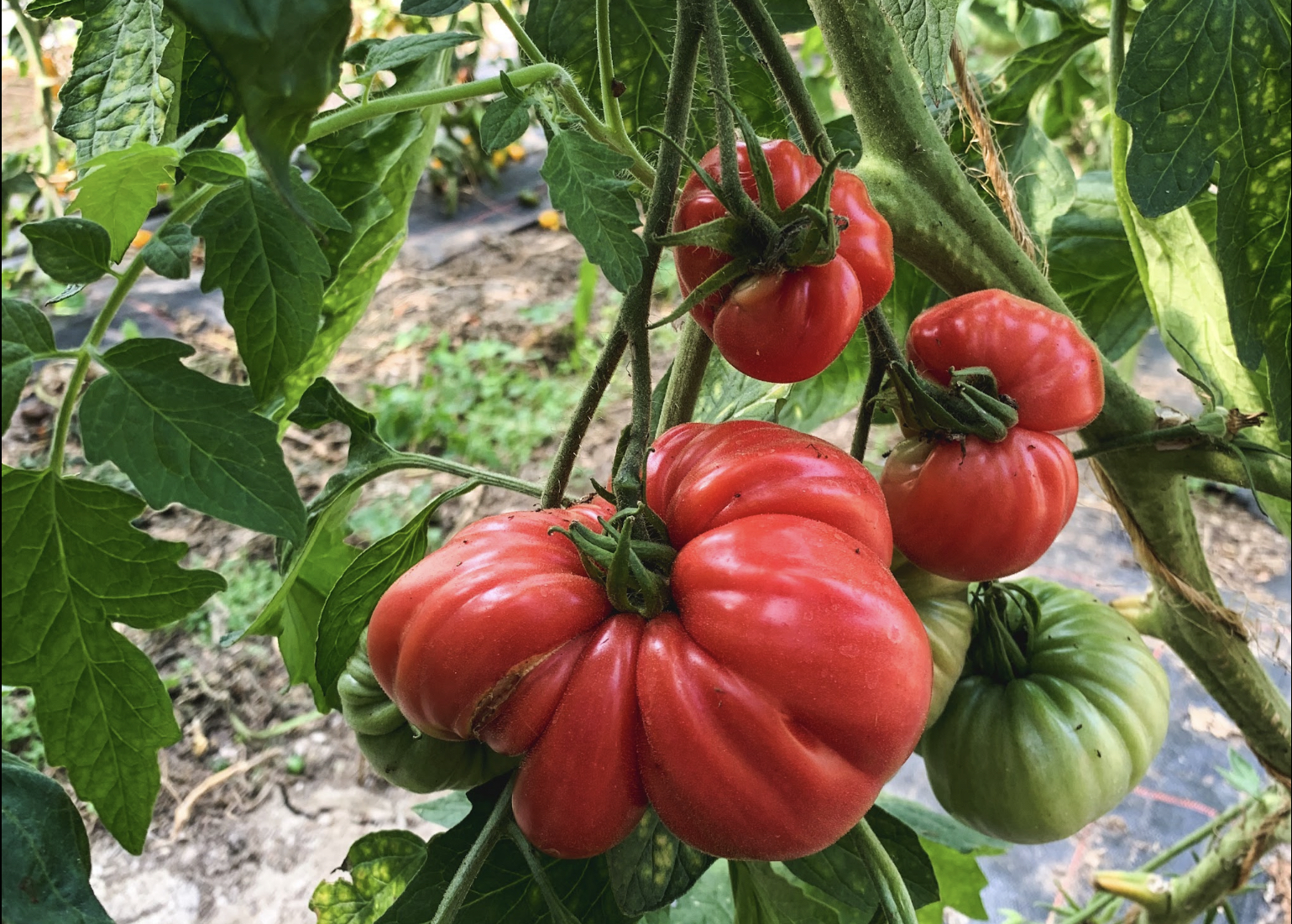 Rote Fleischtomaten