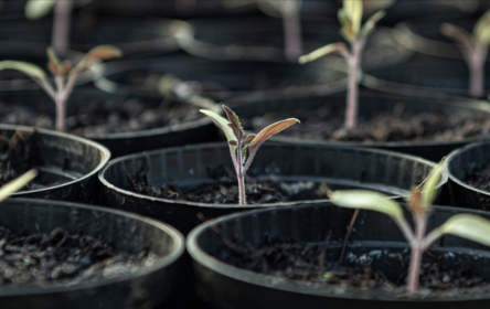 Sowing and Propagating Tomatoes: This Is How It Works