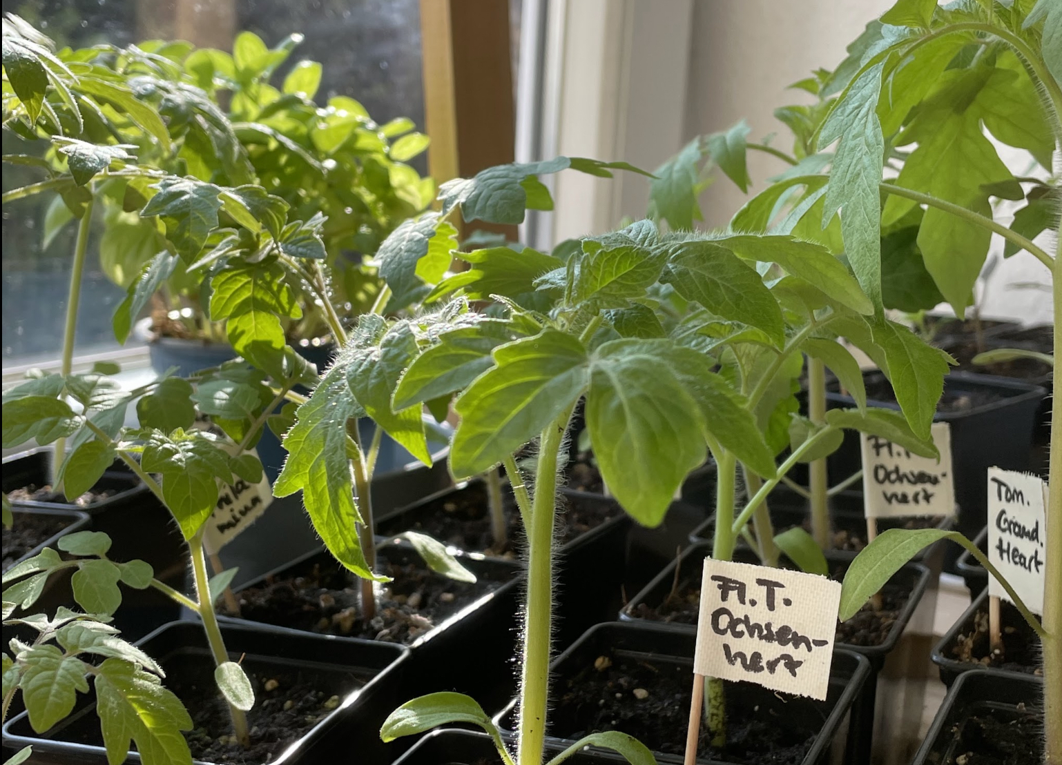 Tomato seedlings on the windowsill