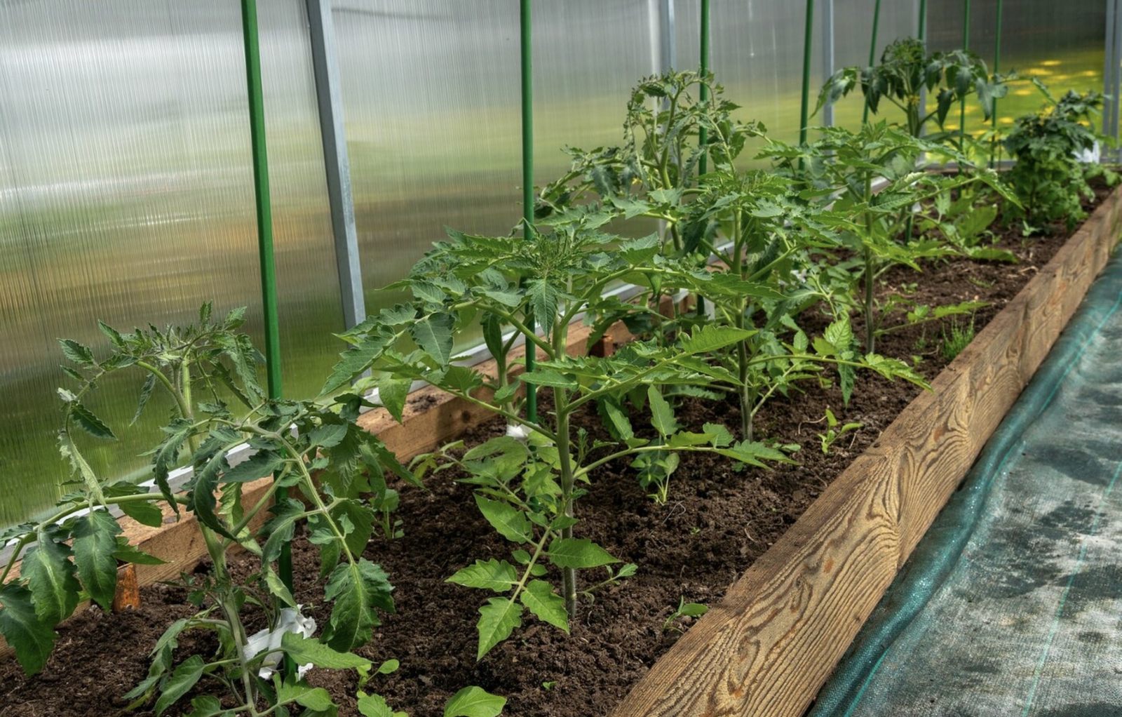 Tomatoes in the greenhouse